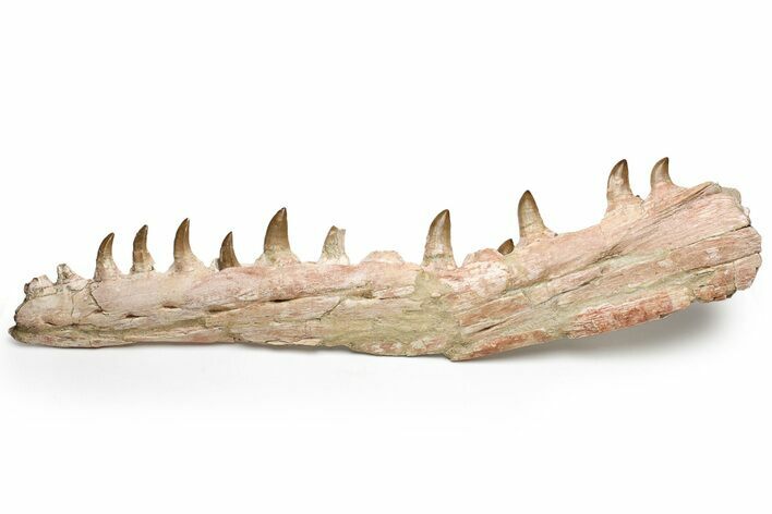 Mosasaur Jaw with Eleven Teeth - Morocco #225340